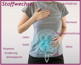 Aminosäuren  Stoffwechsel Hormone Leber Ernährung Darm Vitamine Niere Bauchspeicheldrüse Galle Schilddrüse